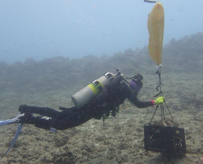 A diver uses a lift bag to transport loose rubble. Credit: NOAA