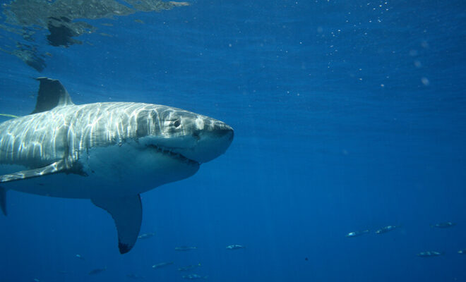 Great white sharks are apex predators, and their presence is beneficial to the ocean ecosystem. They regulate the populations of other animals, including seals, sea lions, and fish, helping to maintain a balanced food web. Photo: NOAA