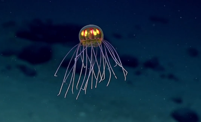 Gelatinous sea creature photographed using the ROV Deep Discoverer in 2015. Credit: NOAA Office of Ocean Exploration and Research