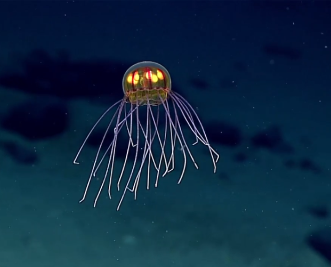Gelatinous sea creature photographed using the ROV Deep Discoverer in 2015. Credit: NOAA Office of Ocean Exploration and Research
