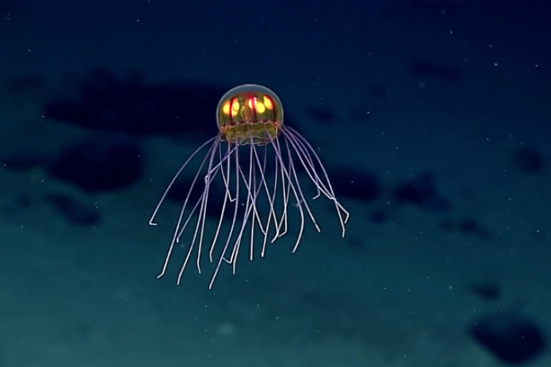 Gelatinous sea creature photographed using the ROV Deep Discoverer in 2015. Credit: NOAA Office of Ocean Exploration and Research