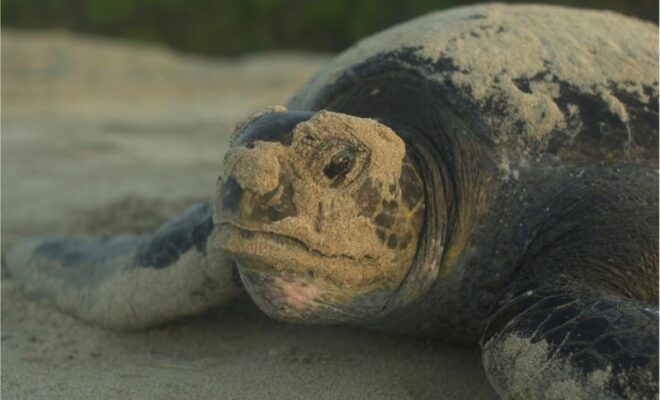 Nesting east Pacific green turtle in Galapagos - sandy head shot. Credit: NOAA Fisheries/Boyd Lyon