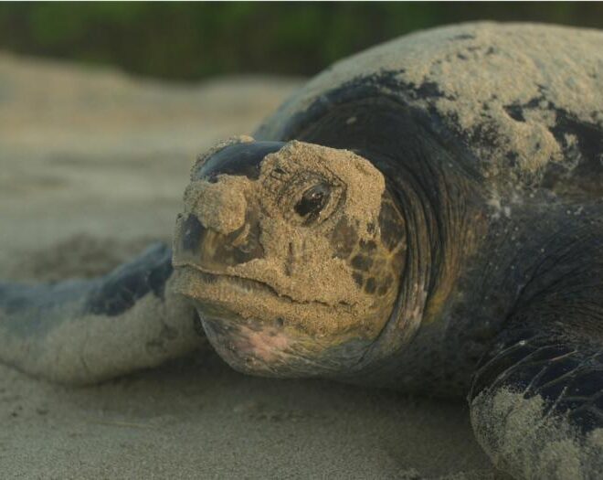 Nesting east Pacific green turtle in Galapagos - sandy head shot. Credit: NOAA Fisheries/Boyd Lyon