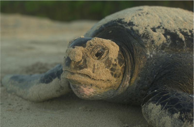 Nesting east Pacific green turtle in Galapagos - sandy head shot. Credit: NOAA Fisheries/Boyd Lyon
