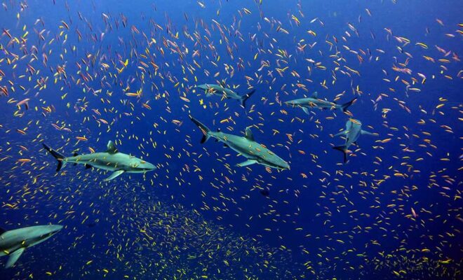 Sharks swimming among a school of fish