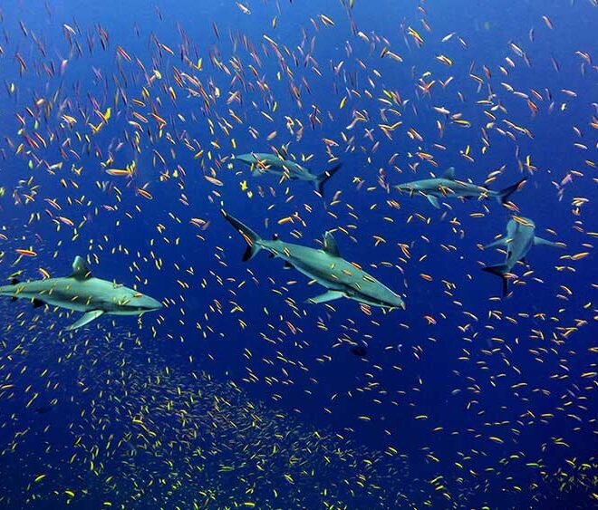 Sharks swimming among a school of fish