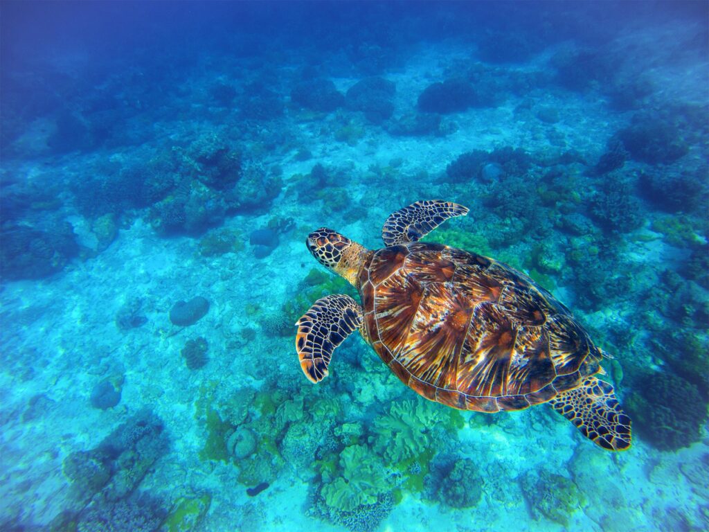 Sea turtle swimming in blue water