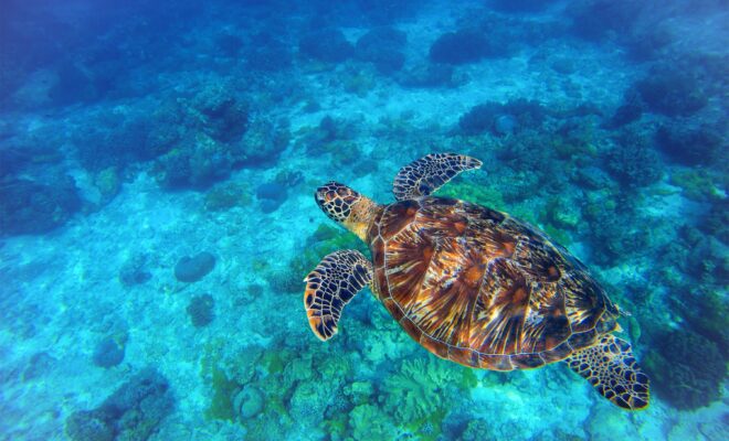 Sea turtle swimming in blue water