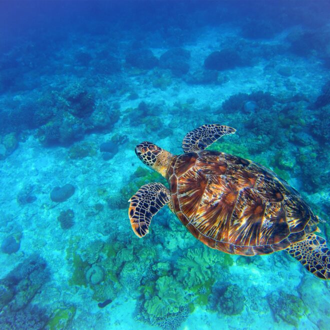 Sea turtle swimming in blue water