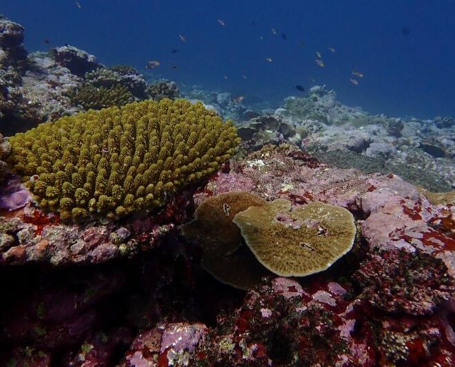 Image Credits: Noaa Fisheries.