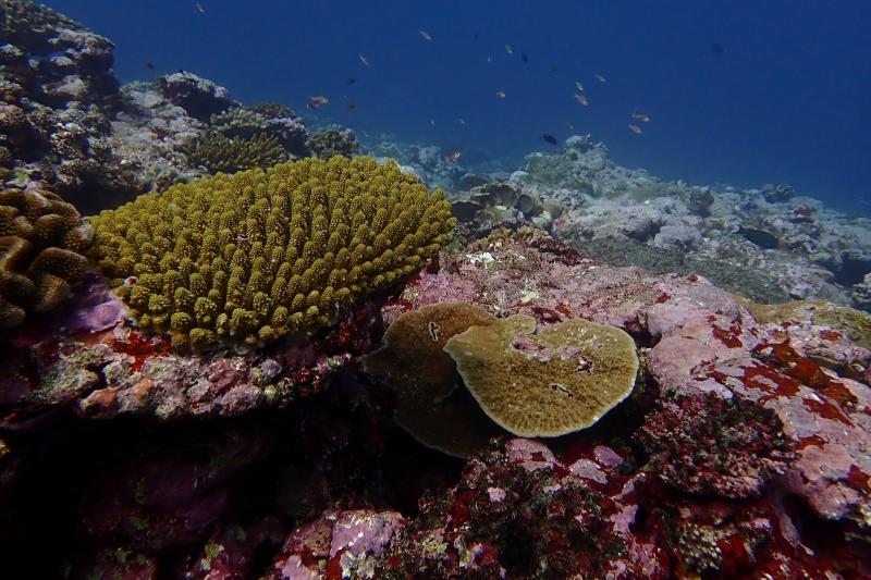 Image Credits: Noaa Fisheries.