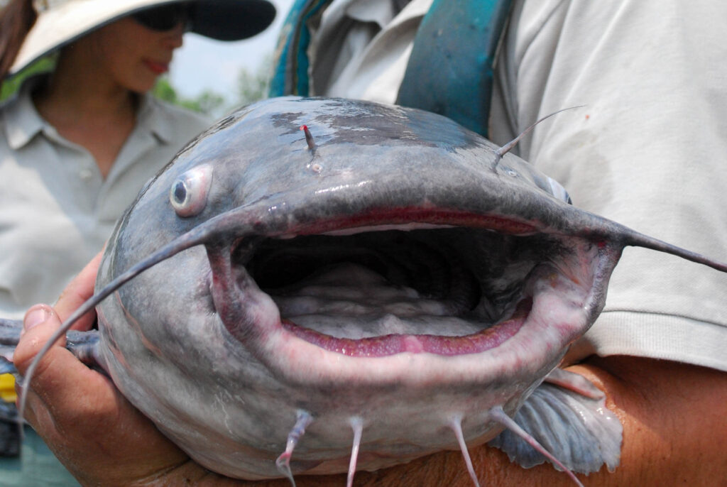 Image Credits: Noaa Fisheries.