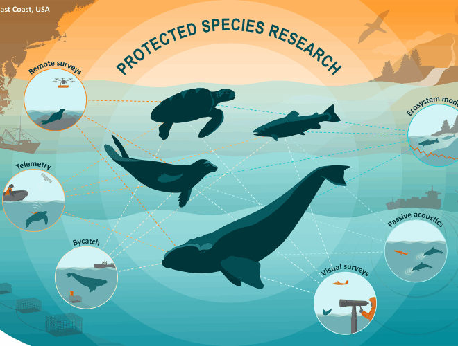 Image Credits: Noaa fisheries.