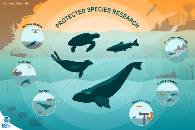 Image Credits: Noaa fisheries.
