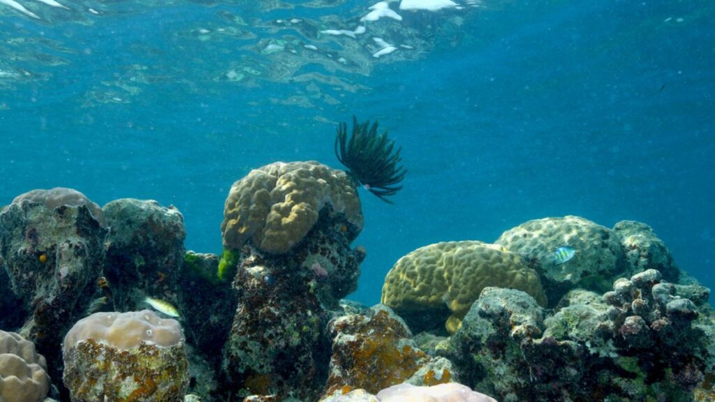 Porites cf. lobata is a key reef-building coral that provides habitats for numerous species, including feather stars (comatulid crinoids) and fish. (Photo by Kharis Schrage, ©Woods Hole Oceanographic Institution)