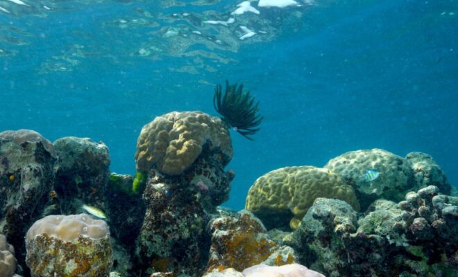 Porites cf. lobata is a key reef-building coral that provides habitats for numerous species, including feather stars (comatulid crinoids) and fish. (Photo by Kharis Schrage, ©Woods Hole Oceanographic Institution)