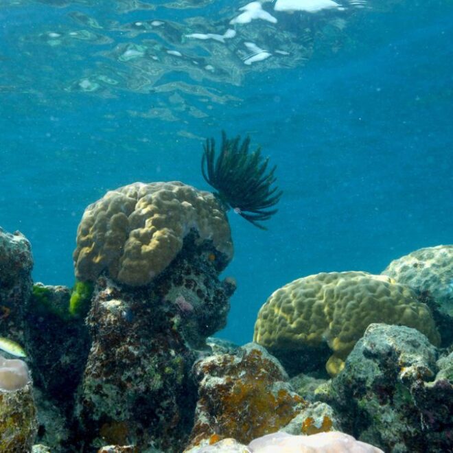 Porites cf. lobata is a key reef-building coral that provides habitats for numerous species, including feather stars (comatulid crinoids) and fish. (Photo by Kharis Schrage, ©Woods Hole Oceanographic Institution)
