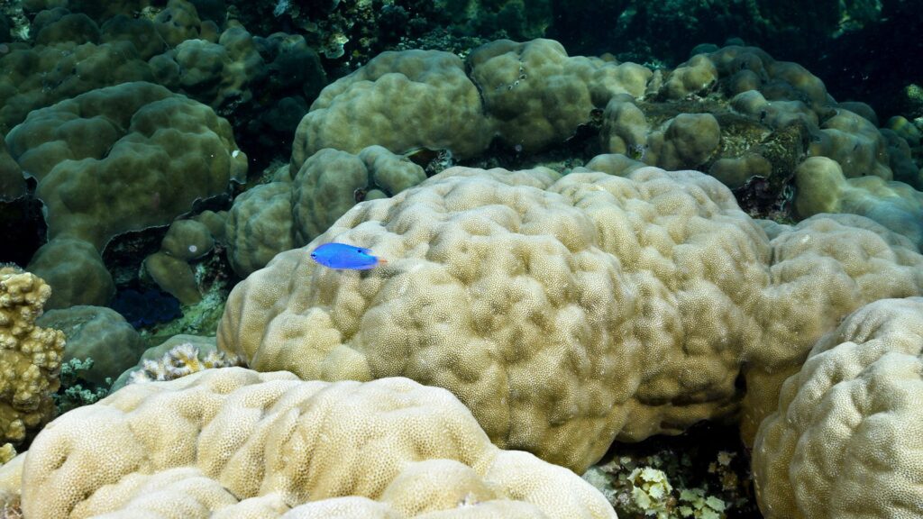 Porites cf. lobata is a key reef-building coral in the tropical Indo-Pacific, providing habitats for many species. (Photo by Kharis Schrage, ©Woods Hole Oceanographic Institution)
