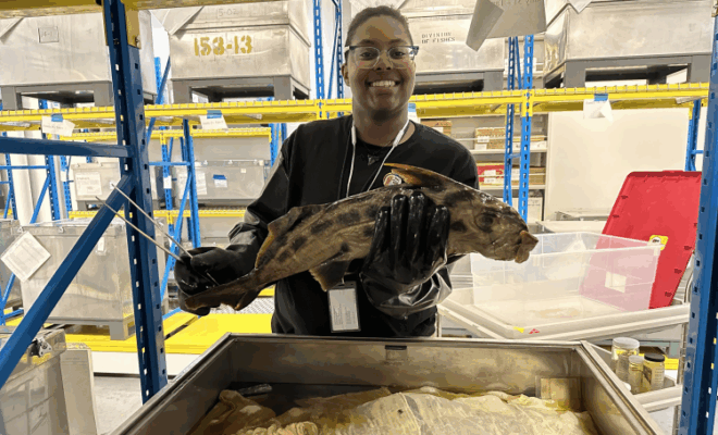 Hollings scholar Lei Curtis selects a ghost shark specimen from an oversized specimen tank in the Smithsonian Institution National Museum of Natural History Credit: Dr. Katherine Bemis/NOAA Fisheries