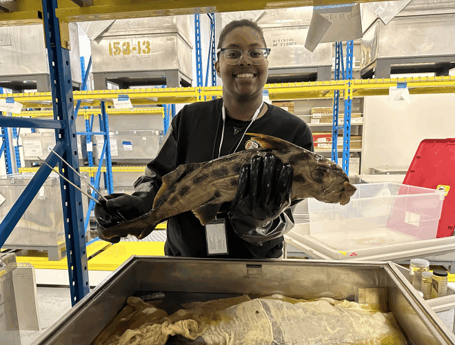 Hollings scholar Lei Curtis selects a ghost shark specimen from an oversized specimen tank in the Smithsonian Institution National Museum of Natural History Credit: Dr. Katherine Bemis/NOAA Fisheries