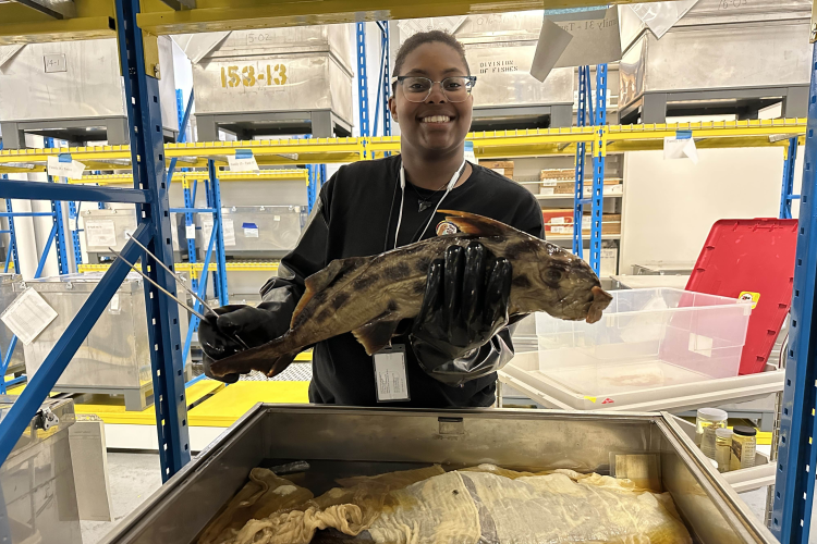 Hollings scholar Lei Curtis selects a ghost shark specimen from an oversized specimen tank in the Smithsonian Institution National Museum of Natural History Credit: Dr. Katherine Bemis/NOAA Fisheries