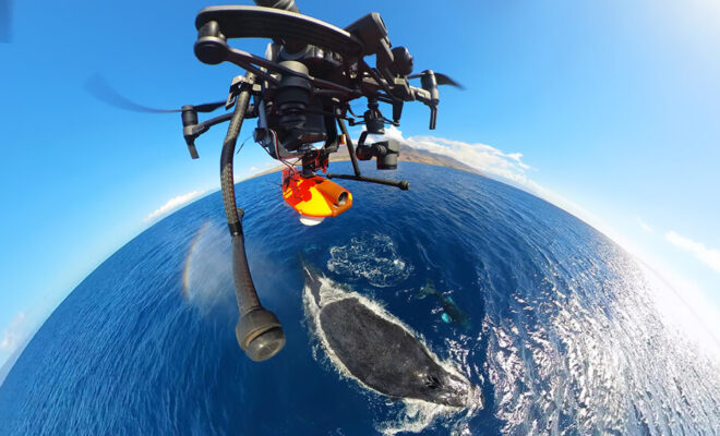 A drone carries a suction-cup tag toward a humpback whale. A successful deployment attaches cleanly near the dorsal fin, allows the whale to continue natural behavior without disturbance, collects high-quality data, and later releases for recovery. Photo: Ed Lyman/NOAA Permit #25754