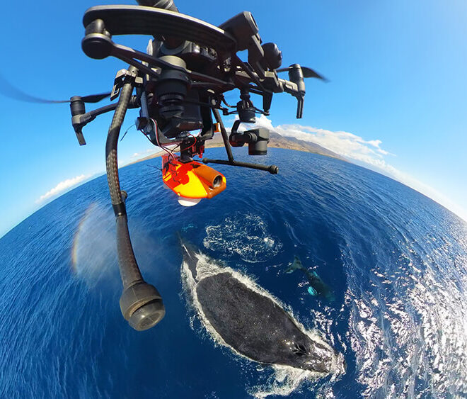 A drone carries a suction-cup tag toward a humpback whale. A successful deployment attaches cleanly near the dorsal fin, allows the whale to continue natural behavior without disturbance, collects high-quality data, and later releases for recovery. Photo: Ed Lyman/NOAA Permit #25754