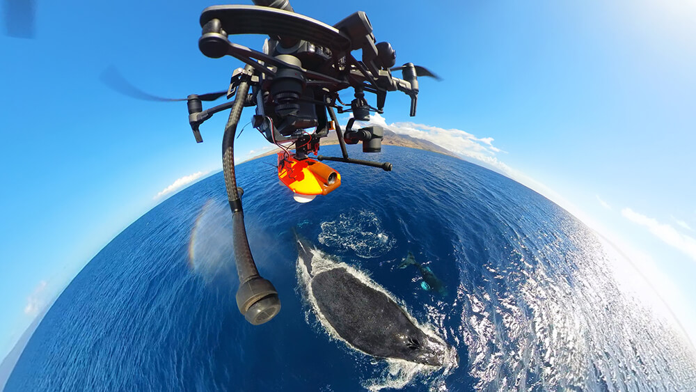 A drone carries a suction-cup tag toward a humpback whale. A successful deployment attaches cleanly near the dorsal fin, allows the whale to continue natural behavior without disturbance, collects high-quality data, and later releases for recovery. Photo: Ed Lyman/NOAA Permit #25754