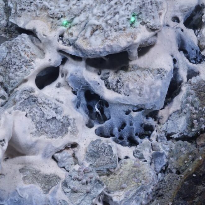 Close-up view of bacterial communities thriving at the vent site. The distance between the two green laser points is 9 cm, providing a scale for the dense microbial structures visible on the seafloor. (Photo by EXTREME25)