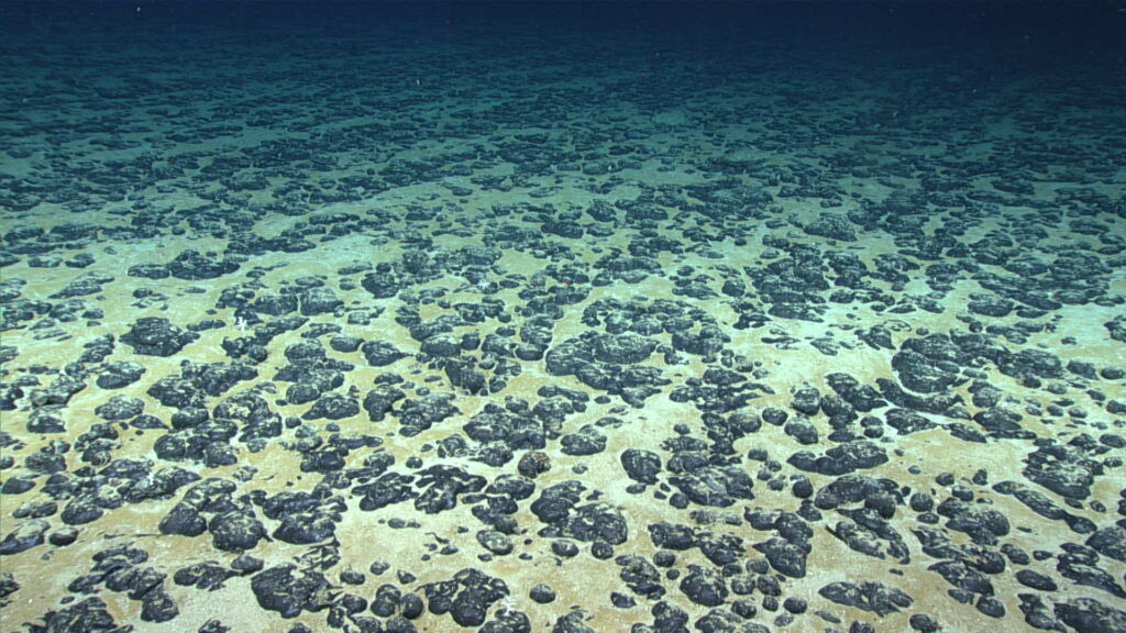 Polymetallic nodules, such as those shown here, can occur on the ocean floor and are of interest for the critical minerals they contain. (Image credit: NOAA)