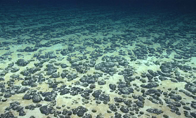Polymetallic nodules, such as those shown here, can occur on the ocean floor and are of interest for the critical minerals they contain. (Image credit: NOAA)