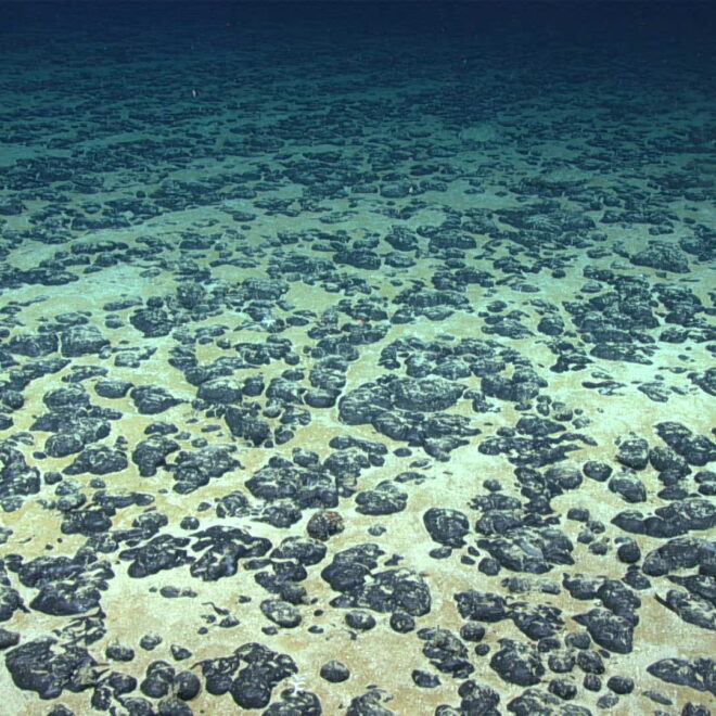 Polymetallic nodules, such as those shown here, can occur on the ocean floor and are of interest for the critical minerals they contain. (Image credit: NOAA)