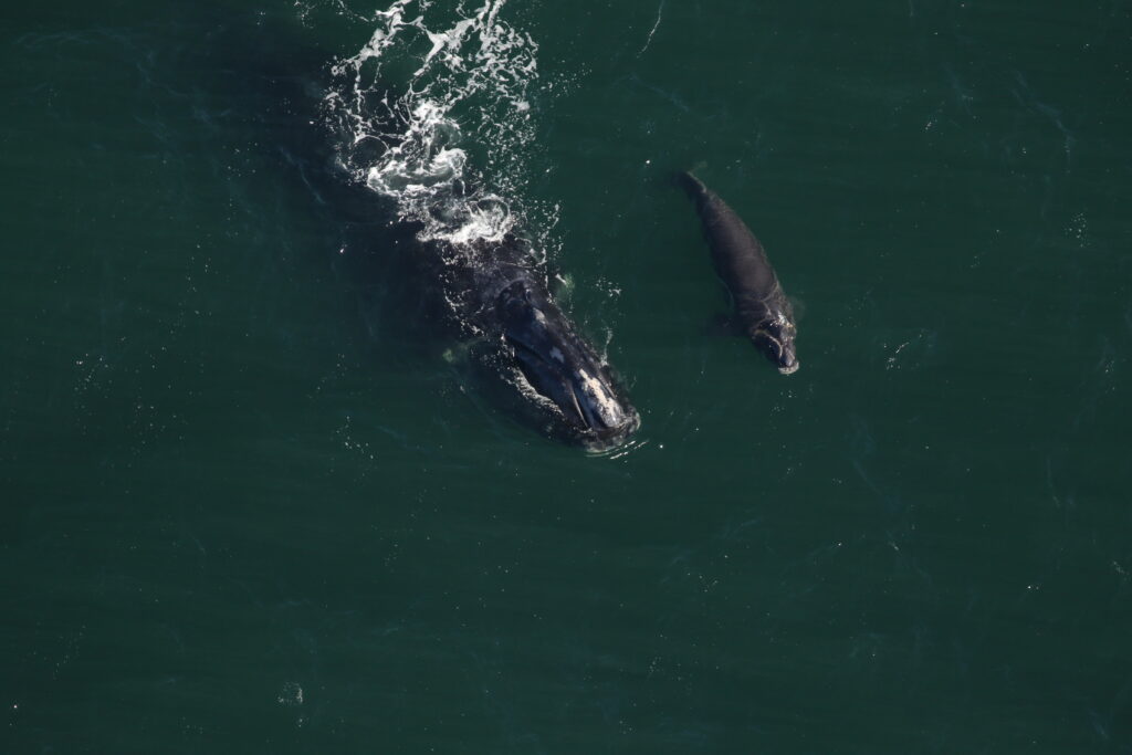North Atlantic right whale #2503 (Boomerang) and her fifth calf swimming approximately 9 miles east of the St. Mary’s River entrance in Florida. Credit: Clearwater Marine Aquarium Research Institute, taken under NOAA permit #26919. Aerial survey funded by NOAA Fisheries and the Georgia Department of Natural Resources.