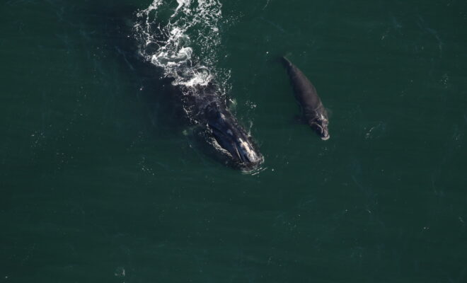 North Atlantic right whale #2503 (Boomerang) and her fifth calf swimming approximately 9 miles east of the St. Mary’s River entrance in Florida. Credit: Clearwater Marine Aquarium Research Institute, taken under NOAA permit #26919. Aerial survey funded by NOAA Fisheries and the Georgia Department of Natural Resources.