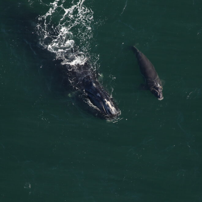 North Atlantic right whale #2503 (Boomerang) and her fifth calf swimming approximately 9 miles east of the St. Mary’s River entrance in Florida. Credit: Clearwater Marine Aquarium Research Institute, taken under NOAA permit #26919. Aerial survey funded by NOAA Fisheries and the Georgia Department of Natural Resources.