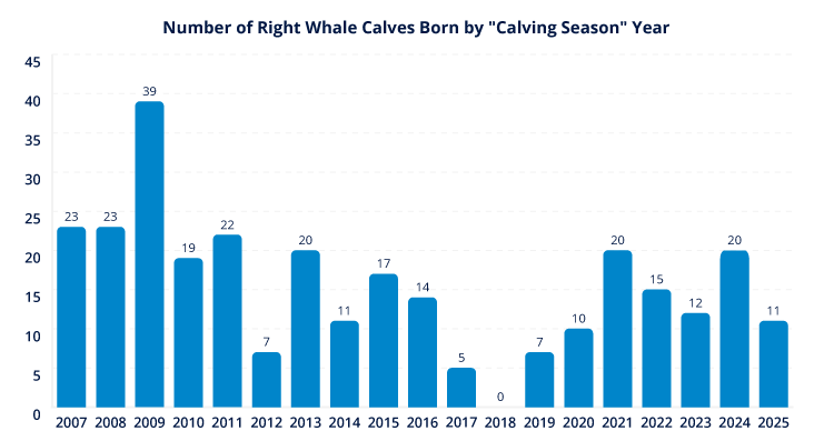 The number of North Atlantic right whale births each “calving year.” North Atlantic right whales typically calve between mid-November and mid-April. Credit: NOAA Fisheries