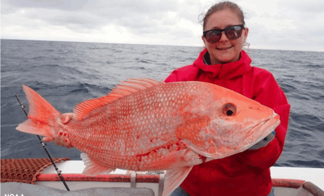 Red snapper, like the one pictured here, is a culturally and economically important fish for South Atlantic fishing communities. It is especially prized by recreational fishermen for their delicious taste and rewarding catch. (Image credit: NOAA Fisheries)