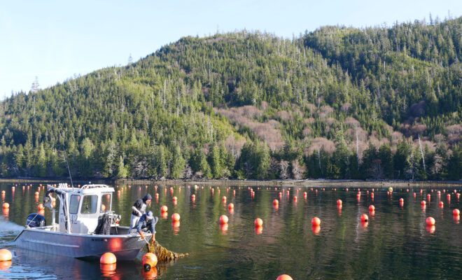 Crew aboard a small boat operated by the Seagrove Kelp Company harvests farmed kelp from an inlet in southeast Alaska. Undated image. (Image credit: NOAA Fisheries)