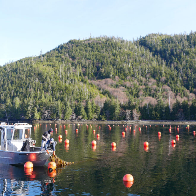 Crew aboard a small boat operated by the Seagrove Kelp Company harvests farmed kelp from an inlet in southeast Alaska. Undated image. (Image credit: NOAA Fisheries)