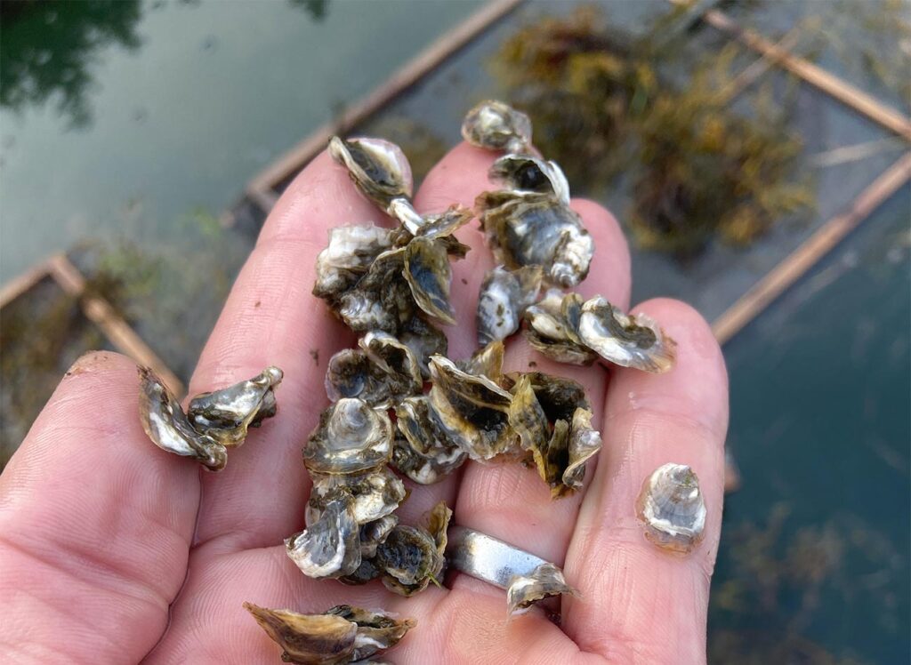 Oyster seed in the palm of a person's hand.