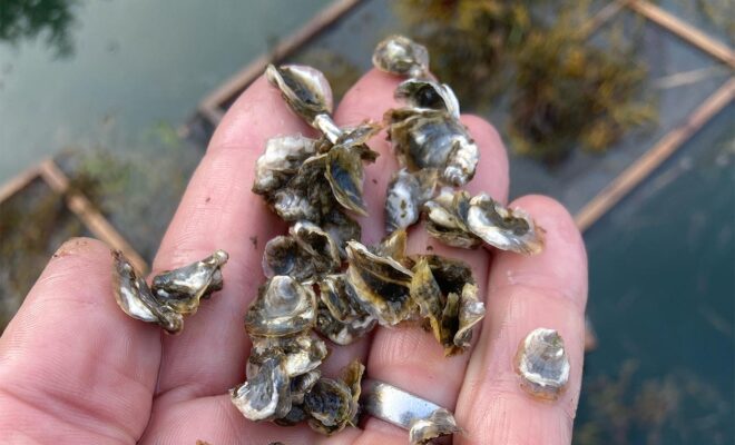 Oyster seed in the palm of a person's hand.