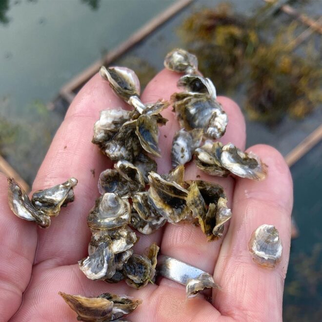 Oyster seed in the palm of a person's hand.