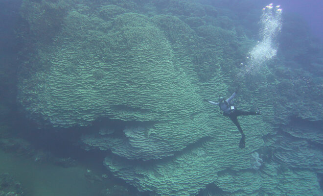 A NOAA researcher swims in front of the massive coral in the Mariana Trench Marine National Monument. Credit: NOAA Fisheries.