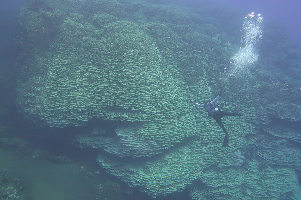 A NOAA researcher swims in front of the massive coral in the Mariana Trench Marine National Monument. Credit: NOAA Fisheries.