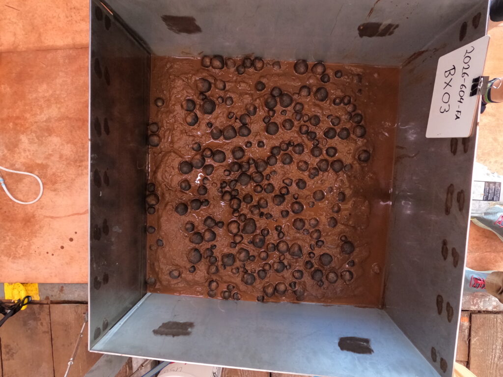 Image of geological samples from the seafloor that were collected via box core on April 14, 2026, in U.S. waters off American Samoa. (Image credit: USGS)