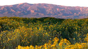 A carpet of colorful (mostly yellow and orange) wildflowers in California with red-toned mountains in the distance. Wildflowers bloom at Carrizo Plain National Monument on March 12, 2026, in Santa Margarita, California. California’s deserts and hills are seeing a colorful wildflower bloom this spring after a wet winter. (Image credit: Getty Images)