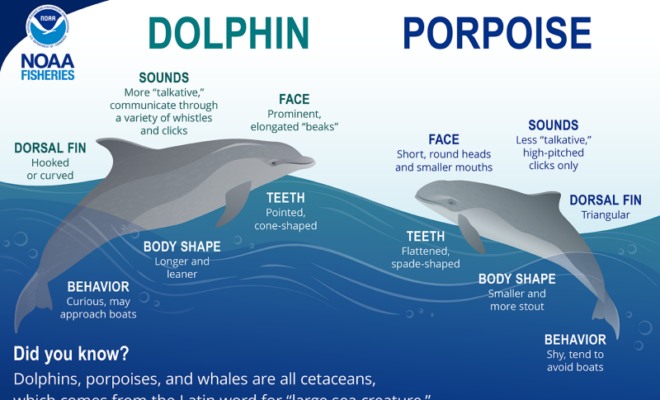 At first glance, dolphins and porpoises look similar. Taking a closer look, there are some general differences that distinguish these animals. See the common bottlenose dolphin (left) and harbor porpoise (right) pictured above.