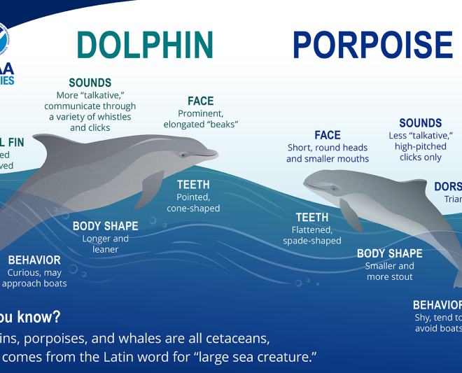 At first glance, dolphins and porpoises look similar. Taking a closer look, there are some general differences that distinguish these animals. See the common bottlenose dolphin (left) and harbor porpoise (right) pictured above.