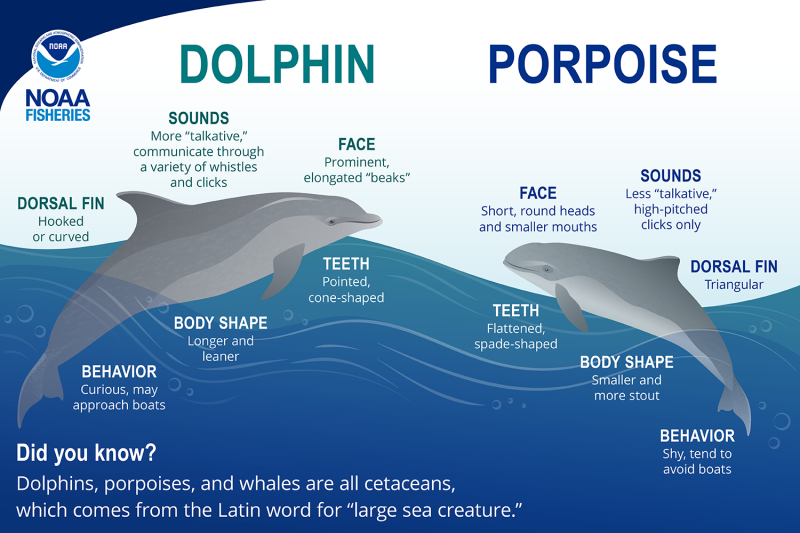 At first glance, dolphins and porpoises look similar. Taking a closer look, there are some general differences that distinguish these animals. See the common bottlenose dolphin (left) and harbor porpoise (right) pictured above.