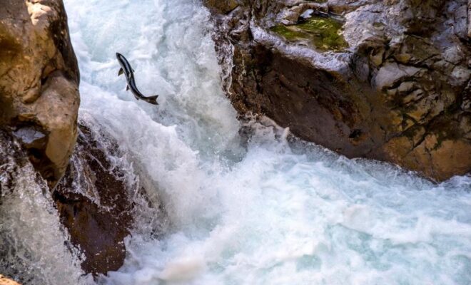 A coho salmon swims up the Sol Duc river on the Olympic Peninsula. Credit: Adobe Stock.